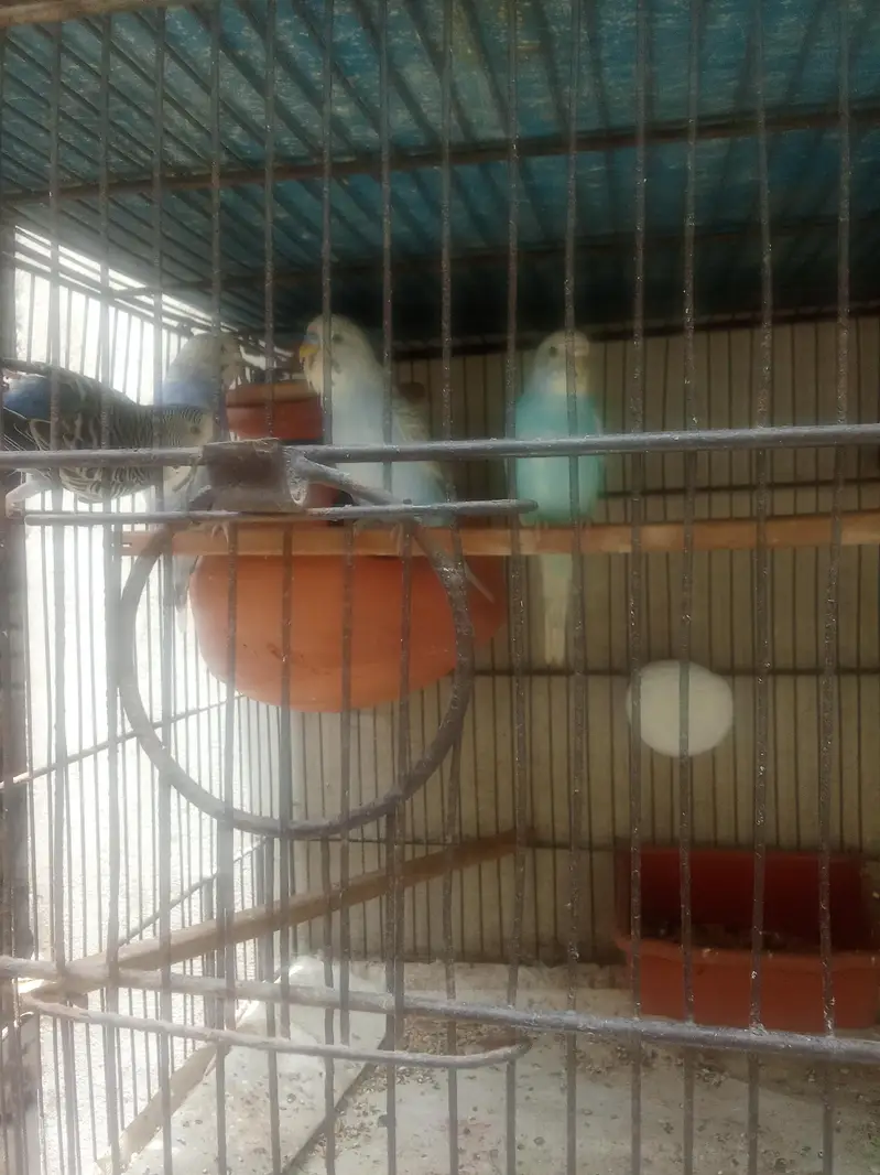 Budgies ready to first breed & pathy Pair — photo 6