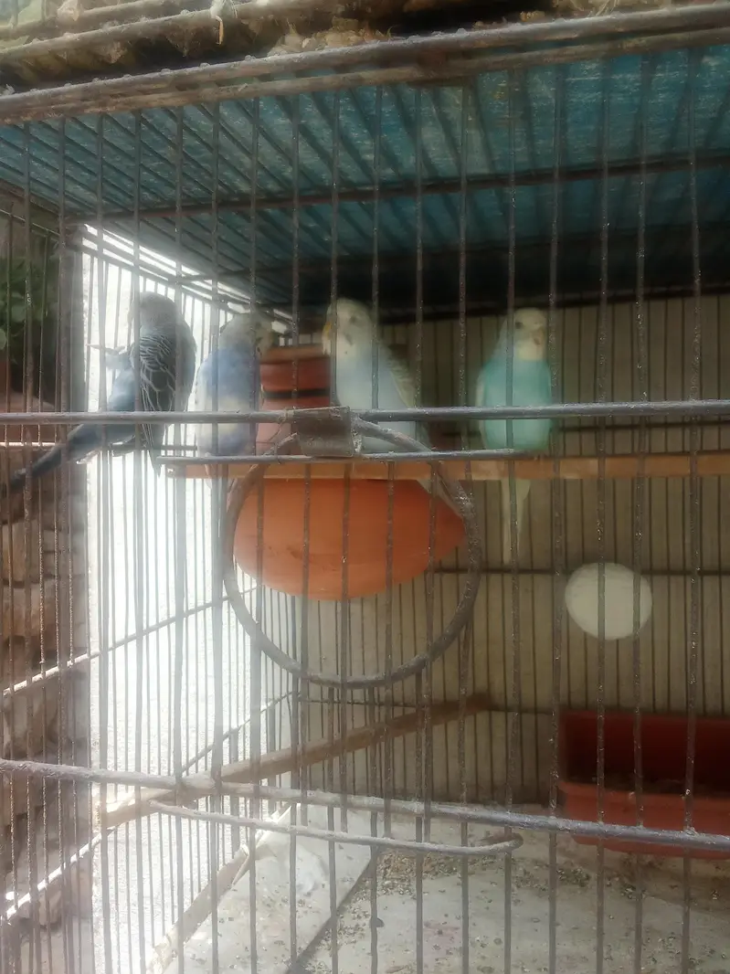 Budgies ready to first breed & pathy Pair — photo 7