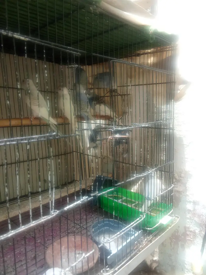 Budgies ready to first breed & pathy Pair — photo 8