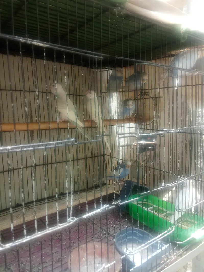 Budgies ready to first breed & pathy Pair — photo 9
