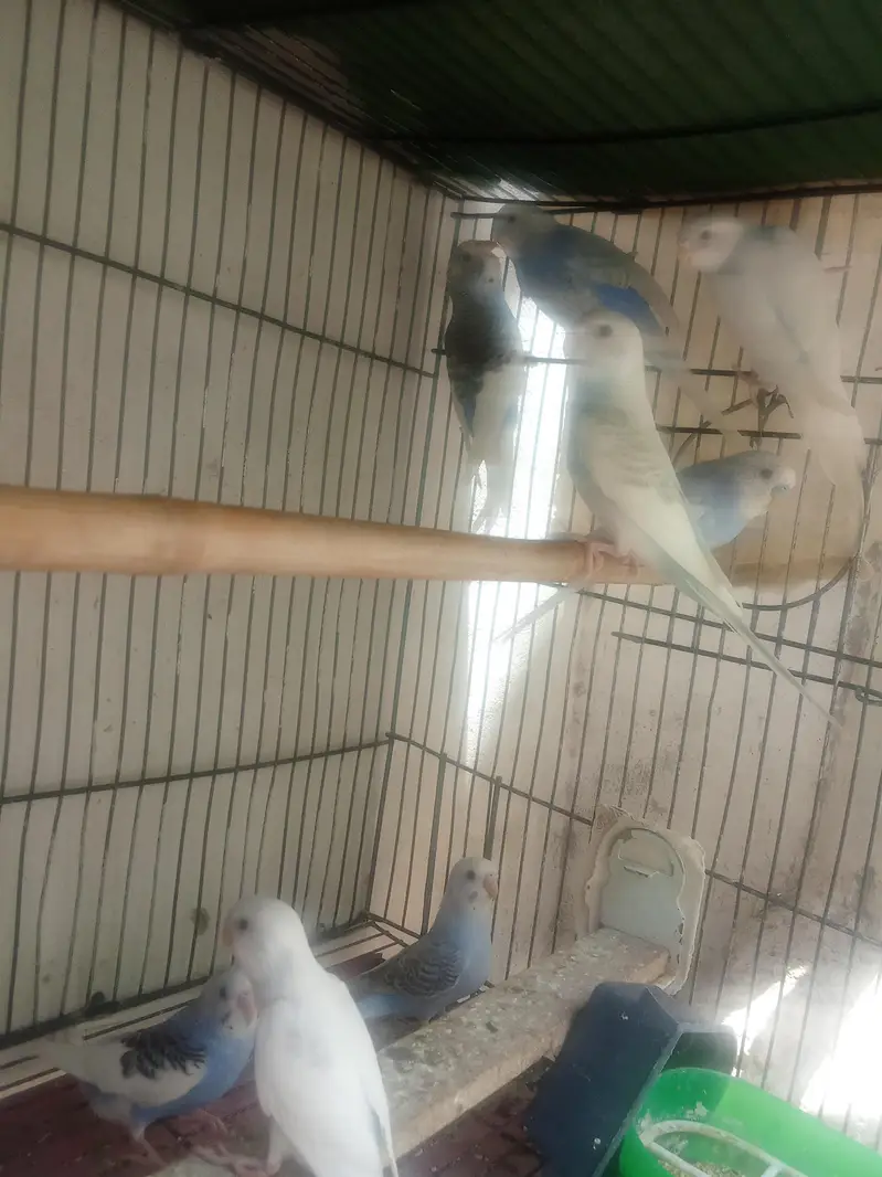 Budgies ready to first breed & pathy Pair — photo 10