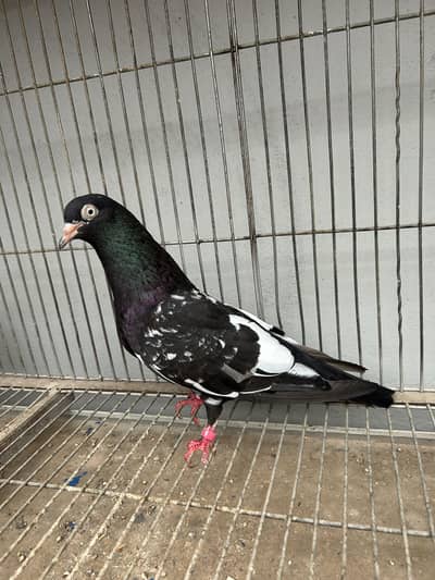 Rampuri breeder pair