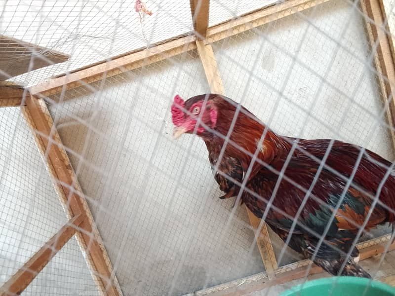 murga 3