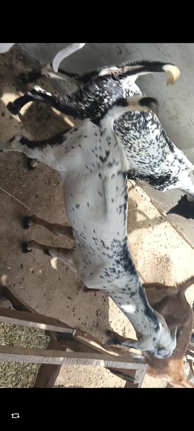 3 Goats for sale