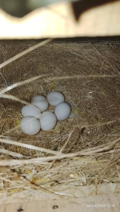 love bird breeder pair lutino love bird