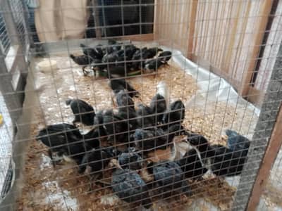 Astralope chicks aur 4 fancy chicks for sale
