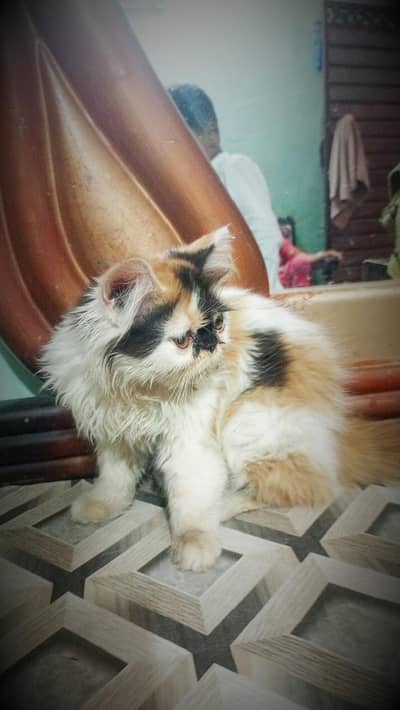Russian cat female urgent sale