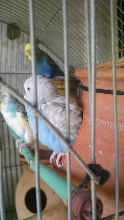 Australian birds