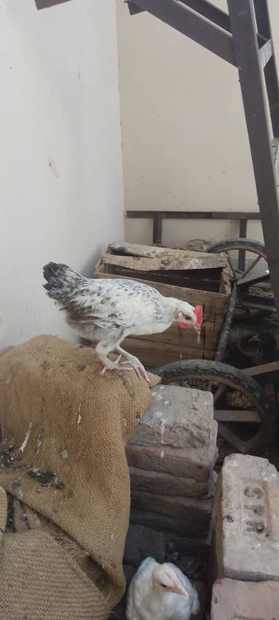 Misri hen