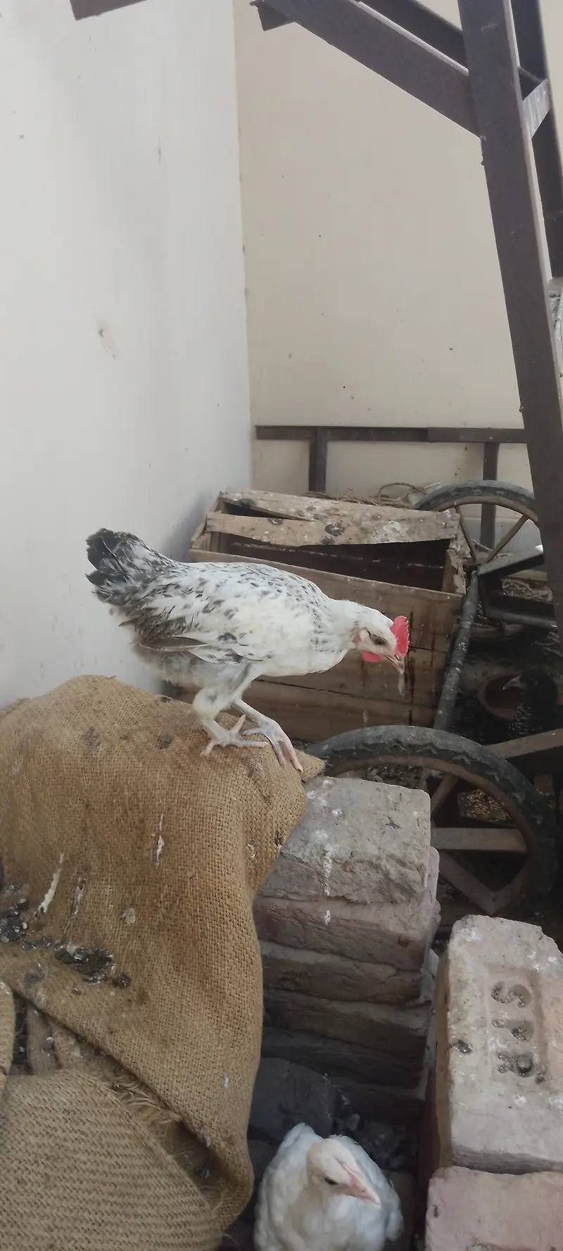 Misri hen