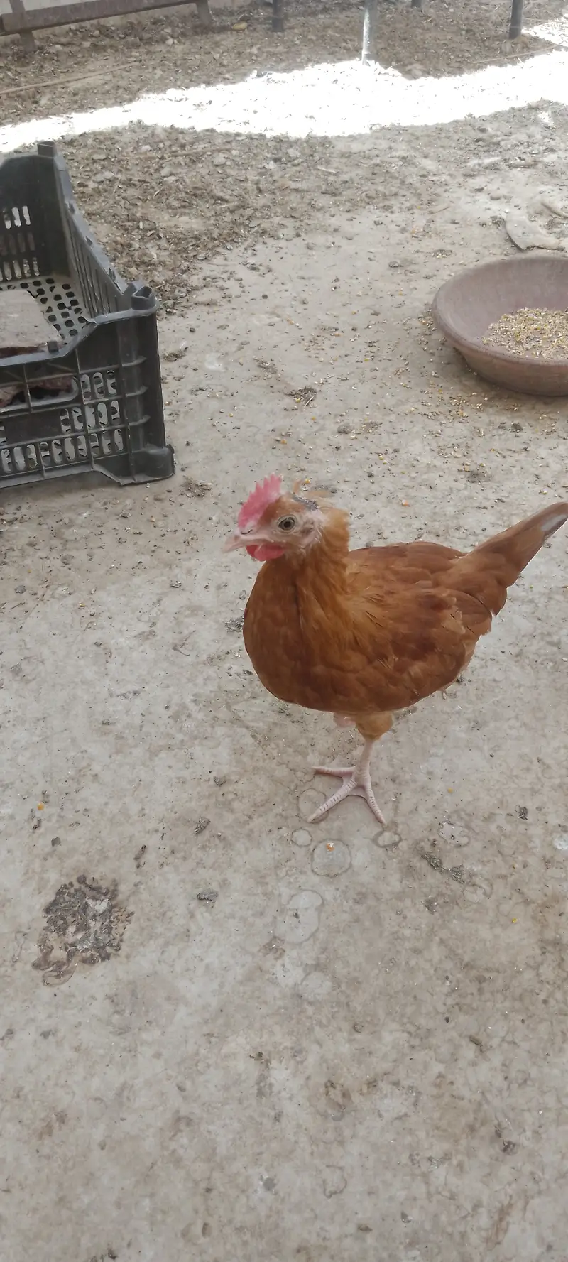 Misri hen — photo 2