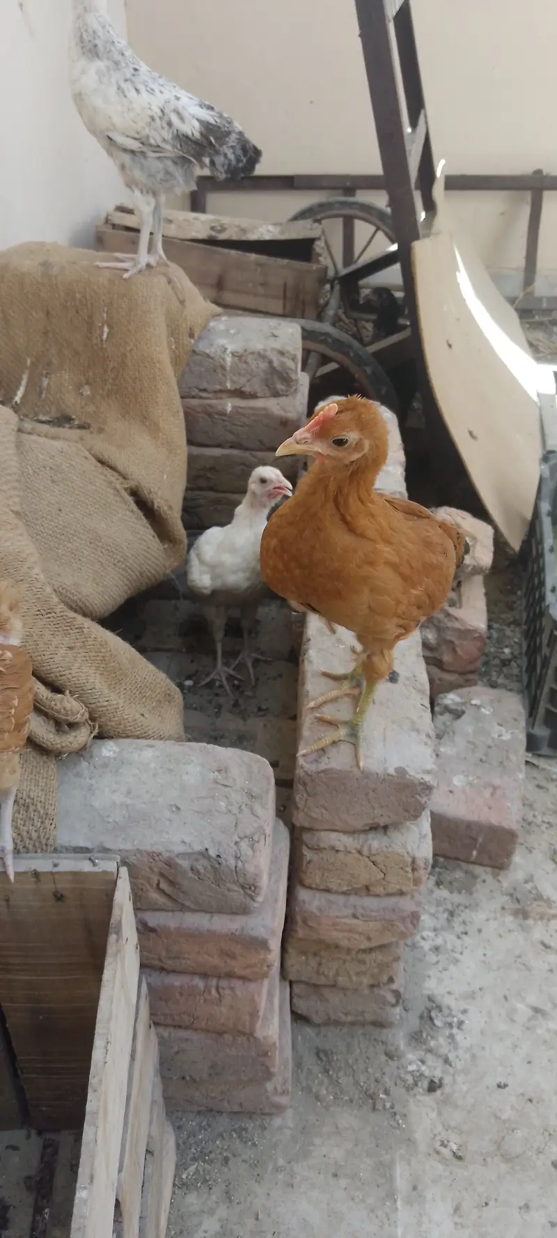 Misri hen — photo 3