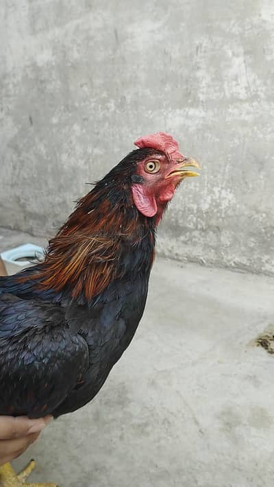 Aseel Breeder
