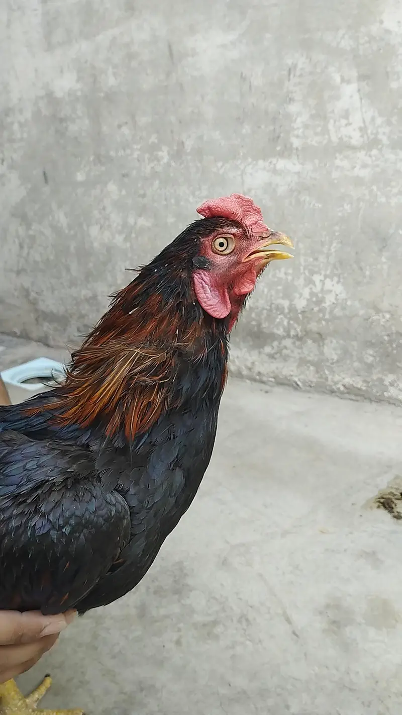 Aseel Breeder — photo 2