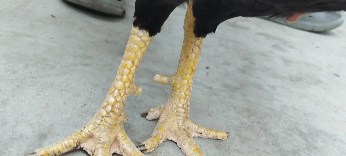 Aseel Breeder — photo 4