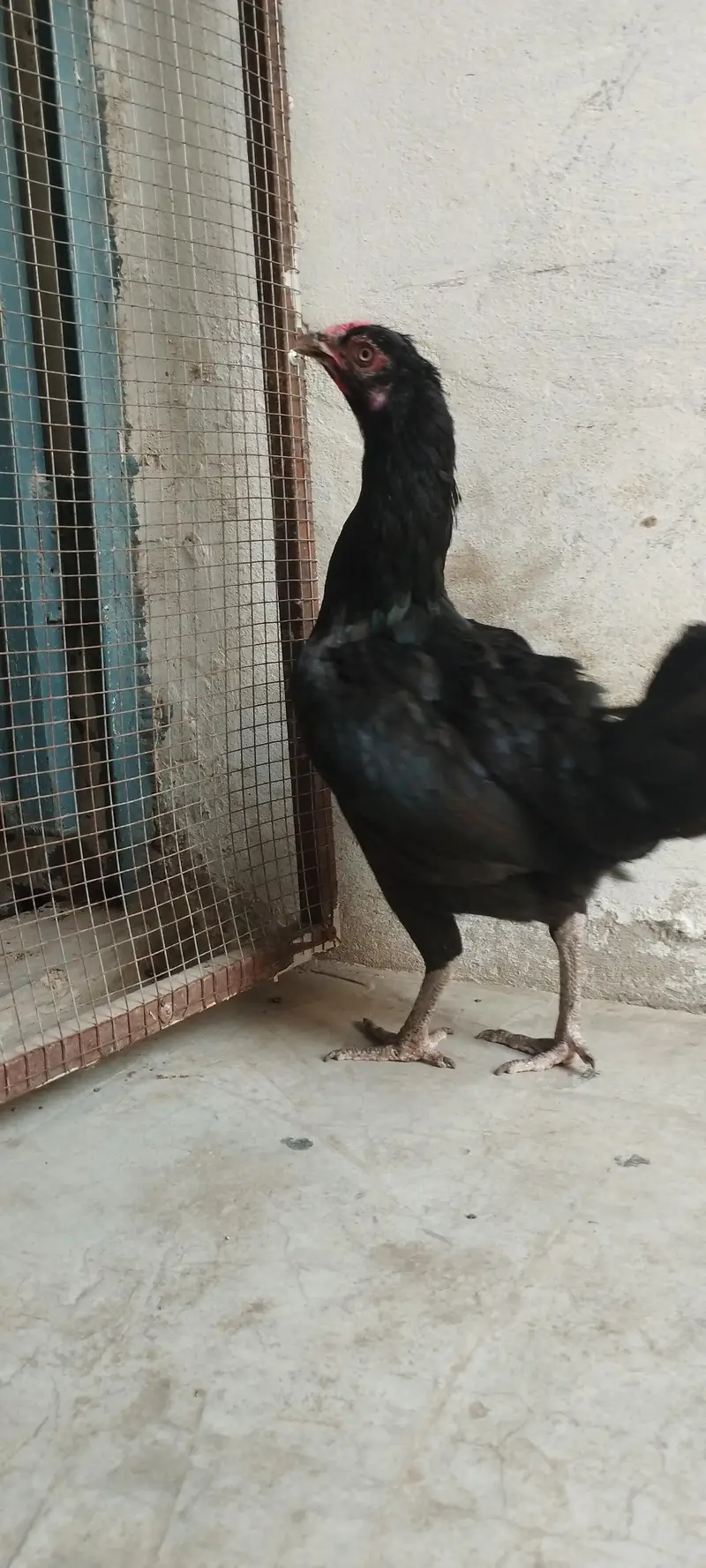 Aseel Breeder — photo 6