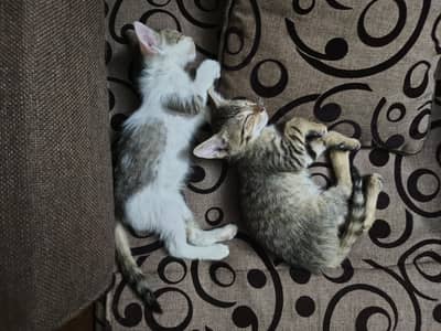 Kitten for Adoption Total 4