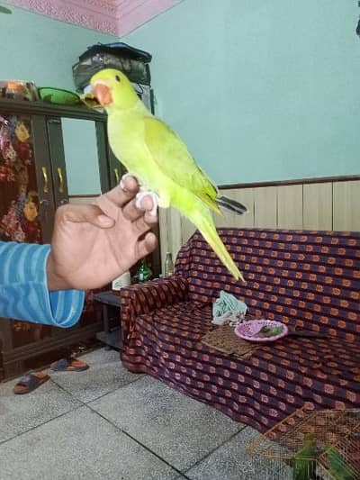 hand tame parrot