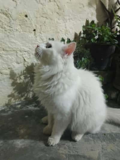 persian cat female_ adult cat| white kitten/ fluffy kittens