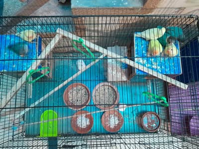 i sell my love birds pair 5 babies with cage