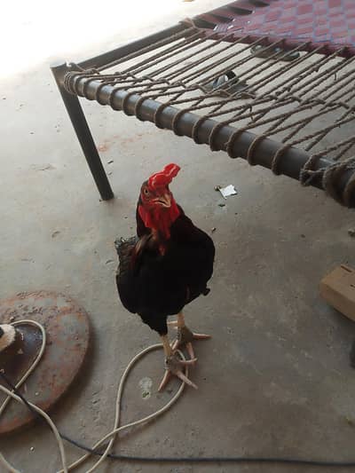 mianwali haldi active breeder urgent sale