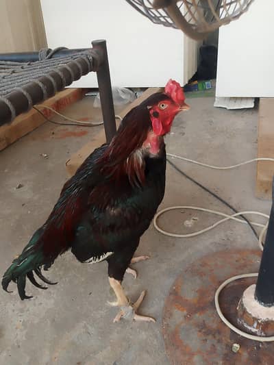 mianwali haldi active breeder urgent sale