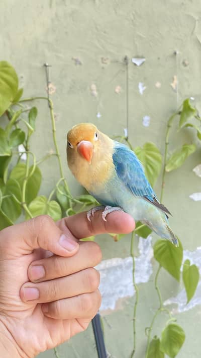 Handtame lovebird parblue opline