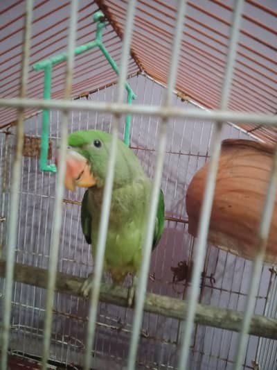 raw parrot for sale