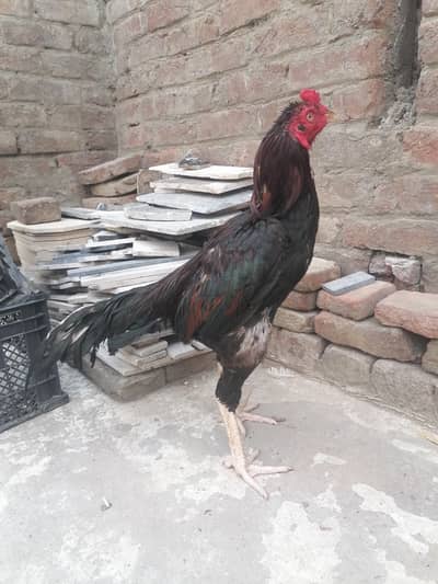 Mushka lakha patha