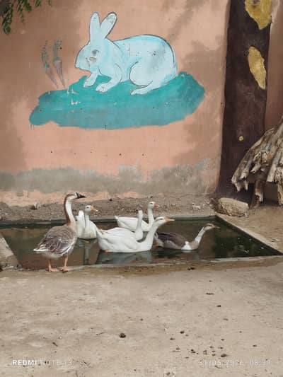 ducks for sale