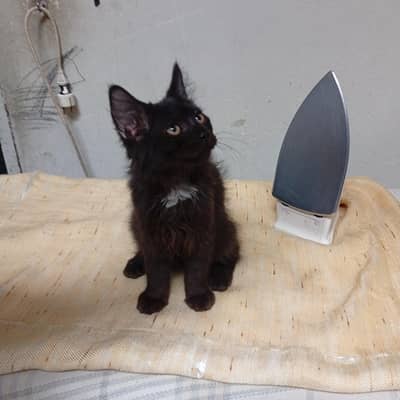 Persians cat Kittens