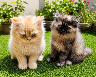 Pure Persian Kittens for Sale | Healthy & Fluffy | Lahore