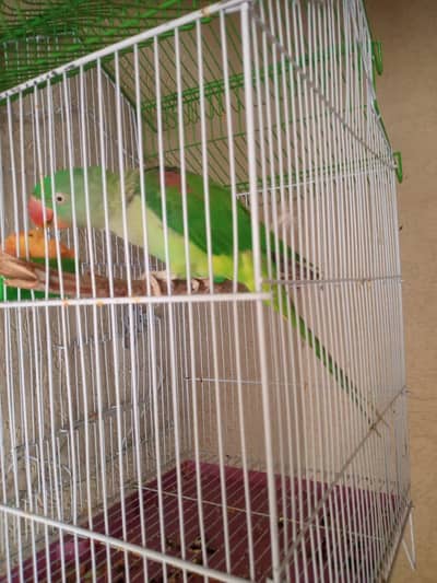 raw female parrot. frindly and healthy
