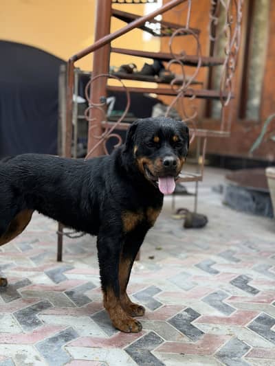 Rottweiler Female near to breed