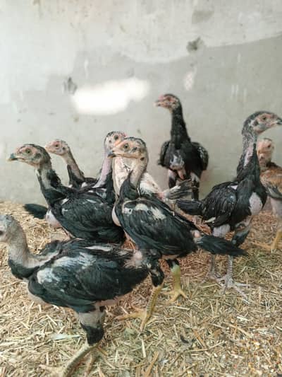 Black Shamo Choozy shamoo chicks For Sale Age 50 Days