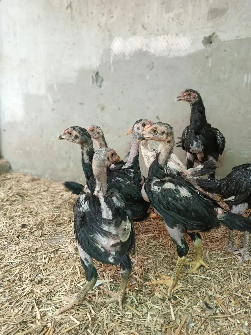 Black Shamo Choozy shamoo chicks For Sale Age 50 Days — photo 2
