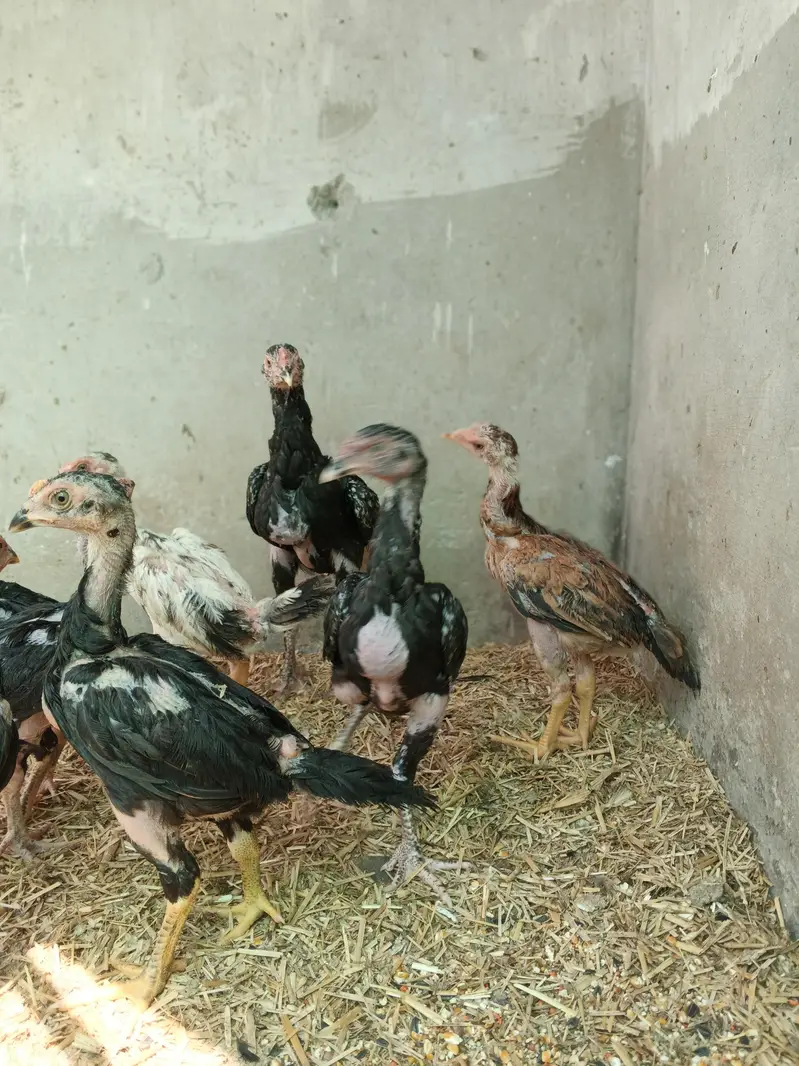 Black Shamo Choozy shamoo chicks For Sale Age 50 Days — photo 3
