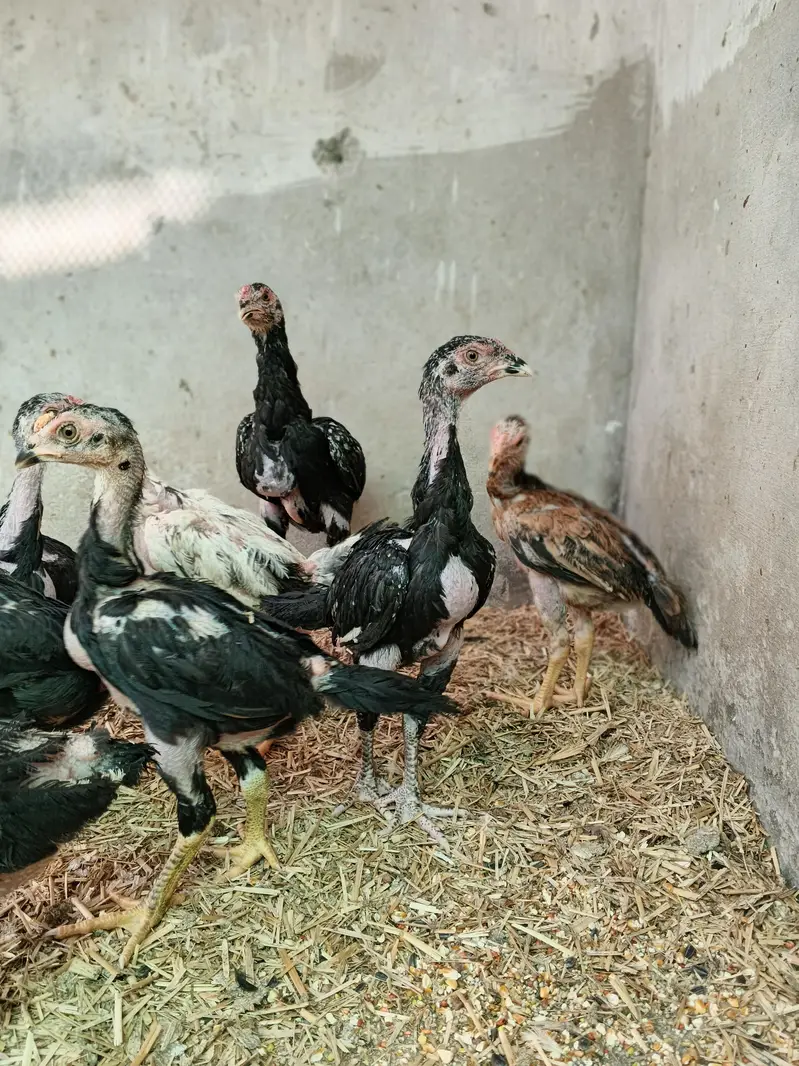 Black Shamo Choozy shamoo chicks For Sale Age 50 Days — photo 4
