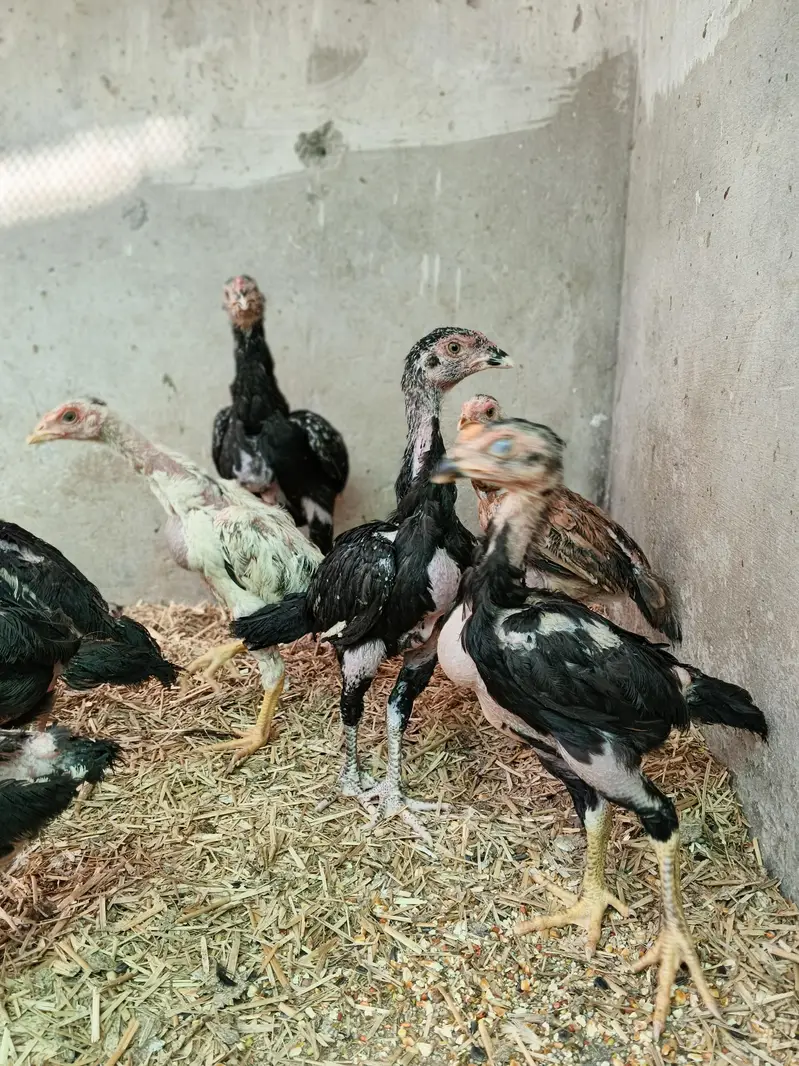 Black Shamo Choozy shamoo chicks For Sale Age 50 Days — photo 5