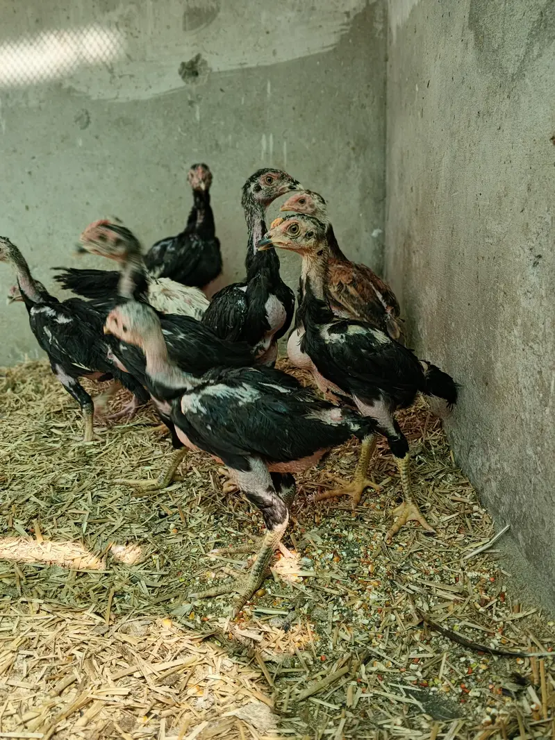 Black Shamo Choozy shamoo chicks For Sale Age 50 Days — photo 6