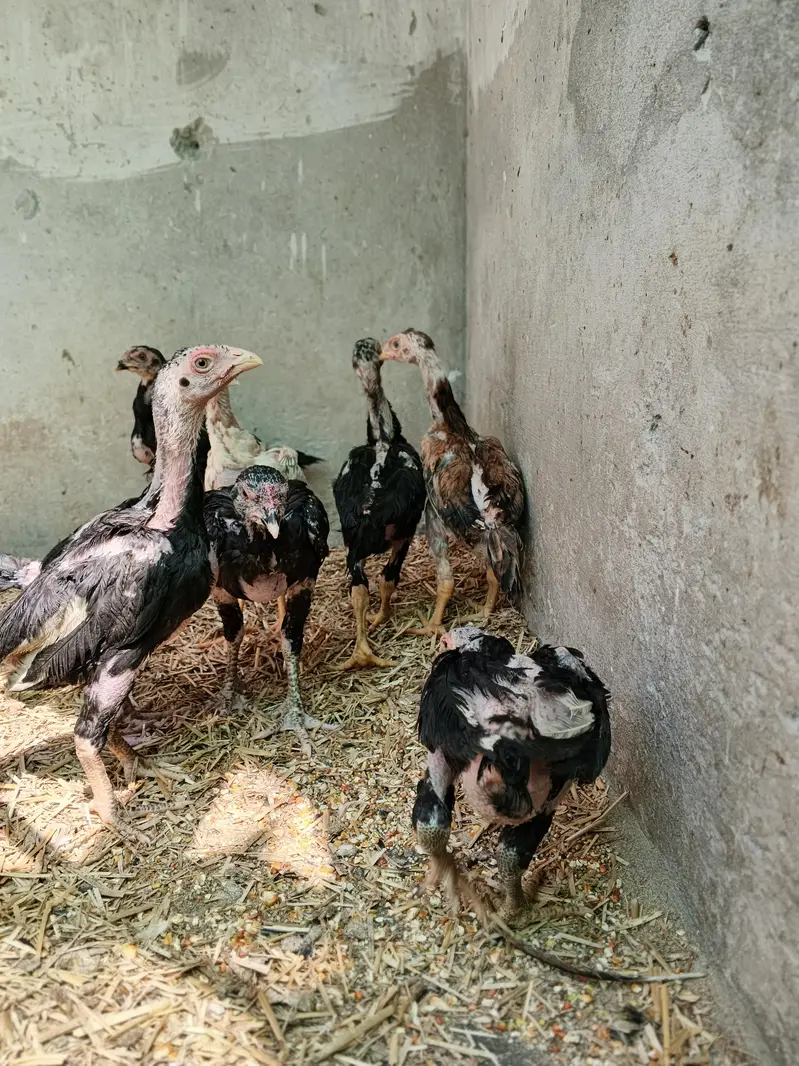 Black Shamo Choozy shamoo chicks For Sale Age 50 Days — photo 7