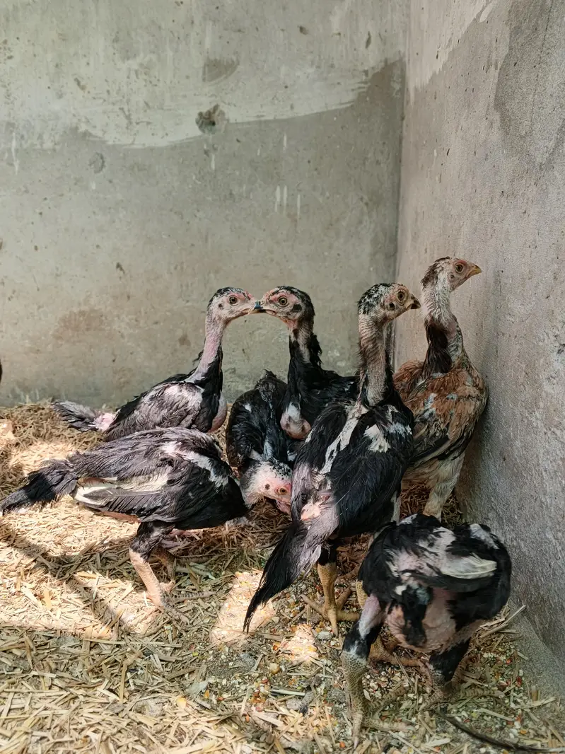 Black Shamo Choozy shamoo chicks For Sale Age 50 Days — photo 8