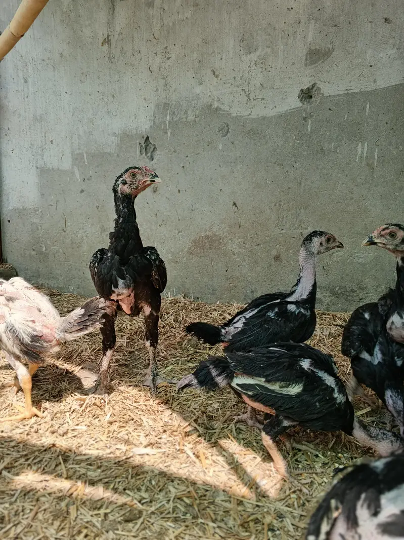 Black Shamo Choozy shamoo chicks For Sale Age 50 Days — photo 9