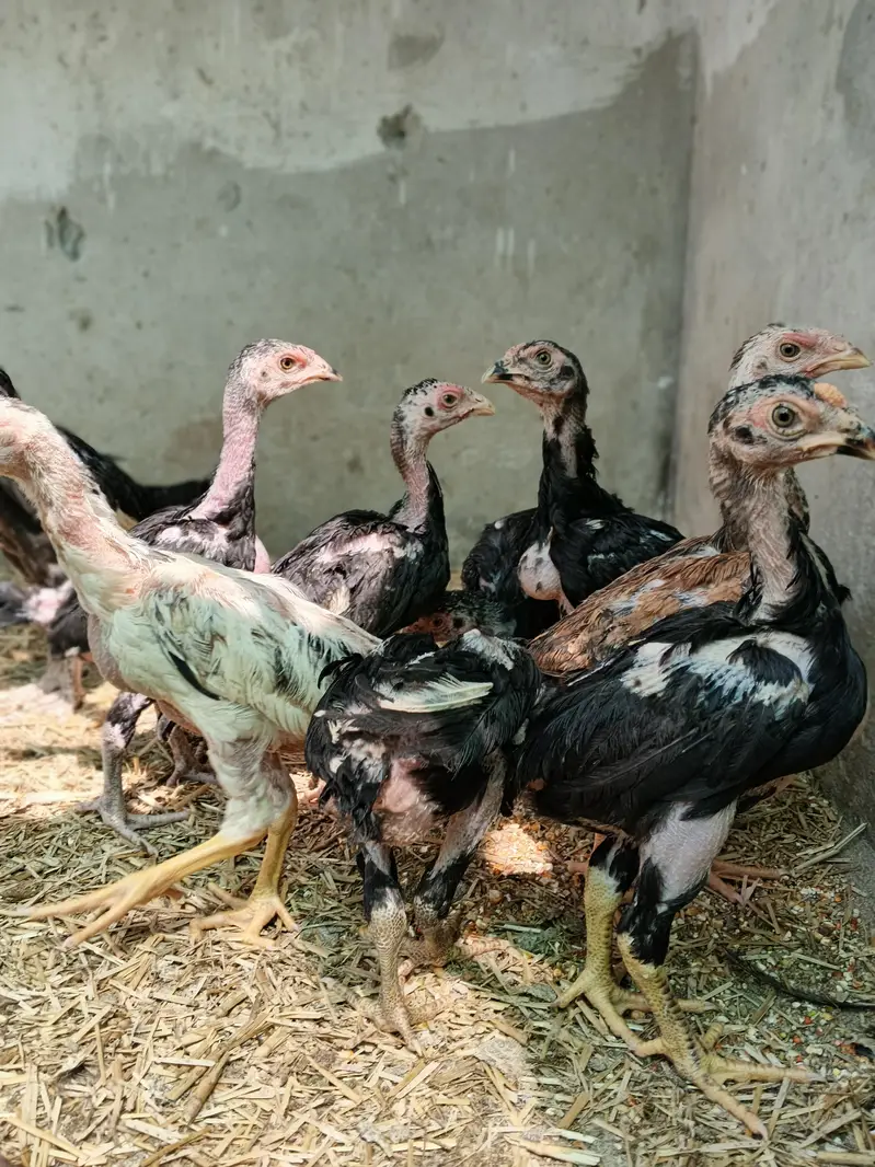 Black Shamo Choozy shamoo chicks For Sale Age 50 Days — photo 10