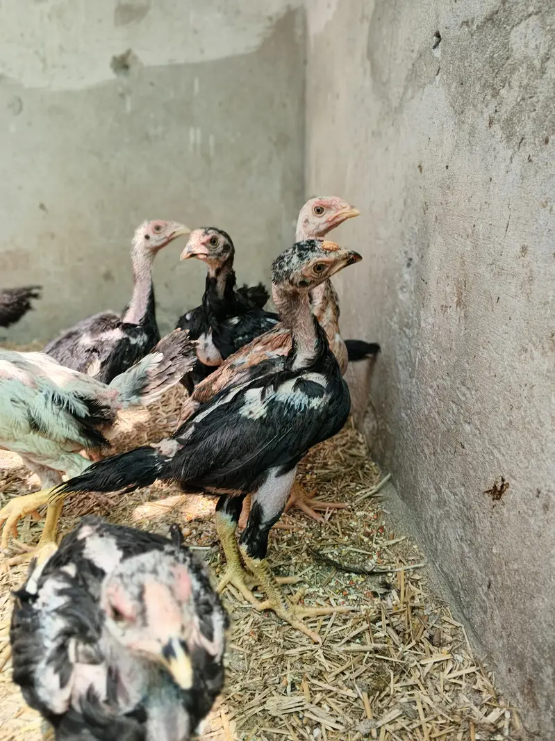 Black Shamo Choozy shamoo chicks For Sale Age 50 Days — photo 11