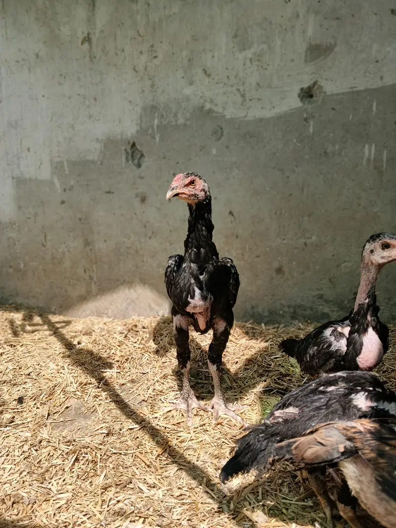 Black Shamo Choozy shamoo chicks For Sale Age 50 Days — photo 12