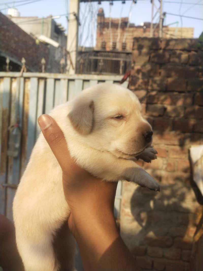 Labrador 1