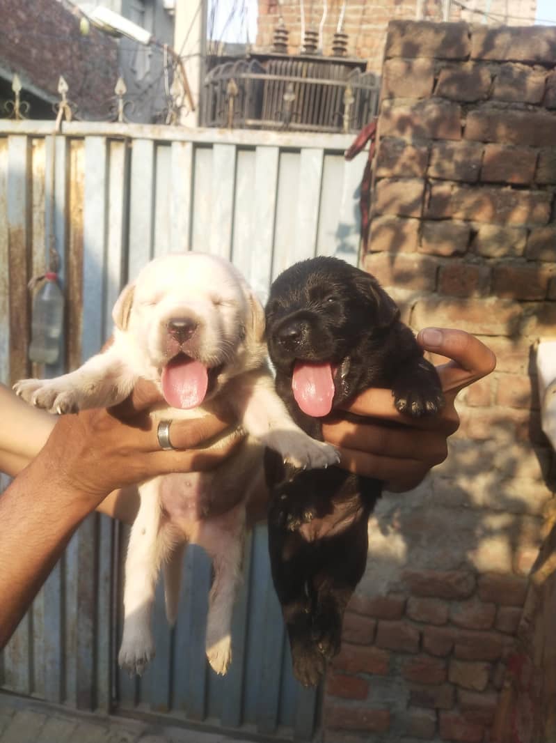 Labrador 2