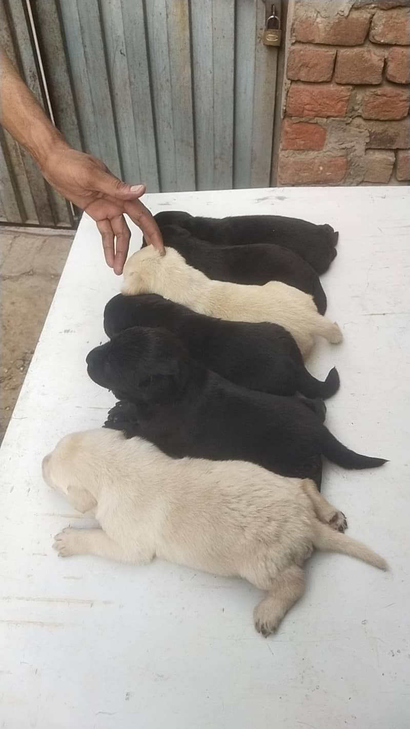 Labrador 3