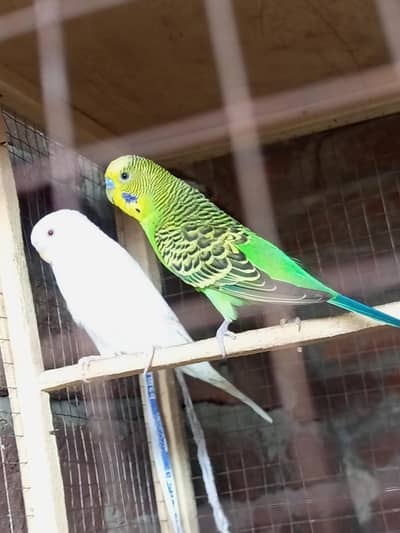 Red eye female | Black eye male | breeder pair